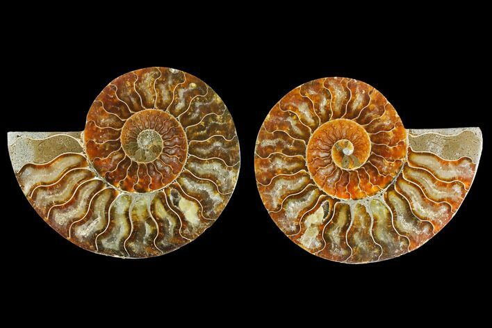 Agatized Ammonite Fossil - Madagascar #139726